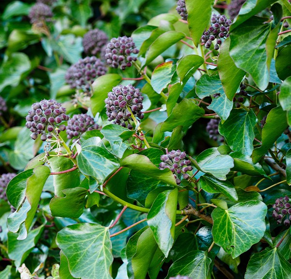 Hedera helix