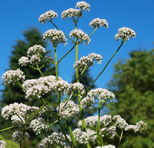 74. Valeriana officinalis – spag. Zimpel Ø