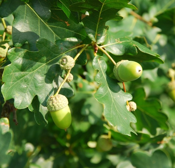 89. Quercus – spag. Zimpel Ø