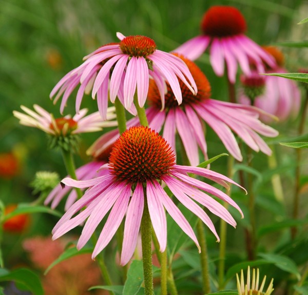 78. Echinacea purpurea – spag. Zimpel Ø