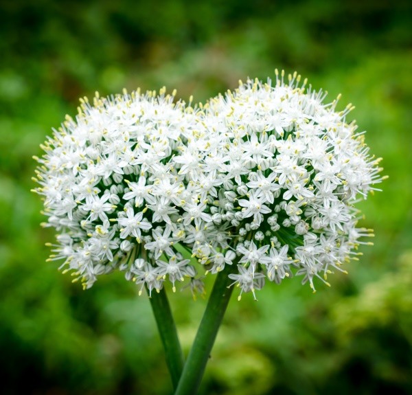 6. Allium sativum – spag. Zimpel Ø