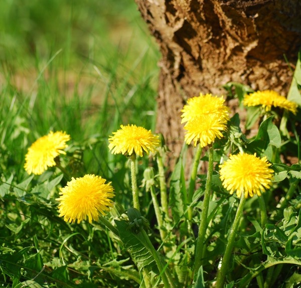 68. Taraxacum officinale – spag. Zimpel Ø