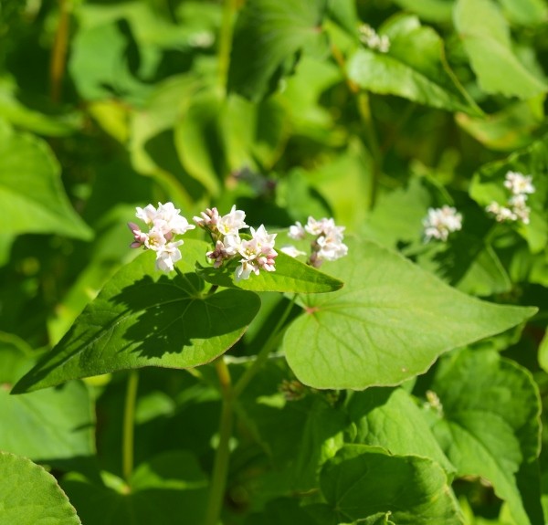 35. Fagopyrum esculentum – spag. Zimpel Ø