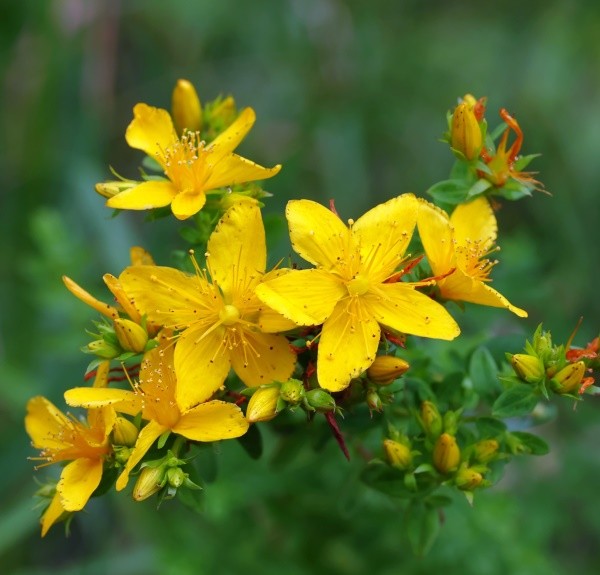 43. Hypericum perforatum – spag. Zimpel Ø