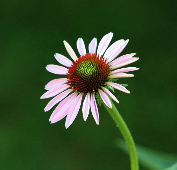 28. Echinacea – spag. Zimpel Ø