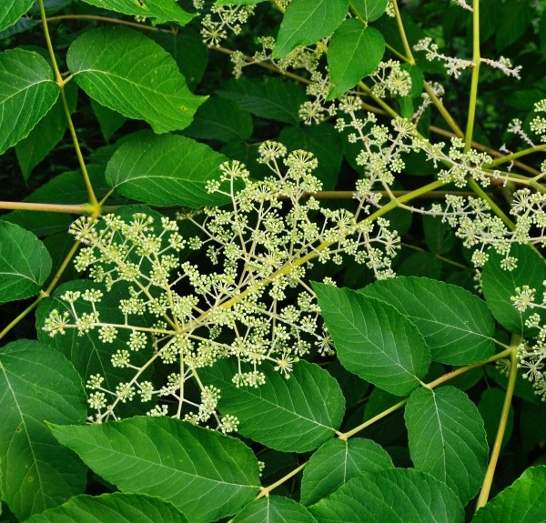 9. Aralia racemosa – spag. Zimpel Ø