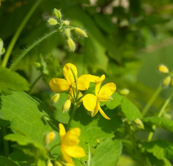 21. Chelidonium majus – spag. Zimpel Ø