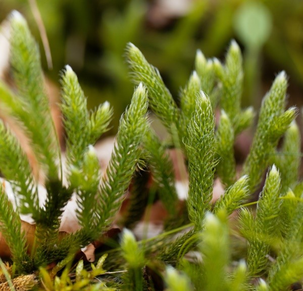 45. Lycopodium clavatum – spag. Zimpel Ø