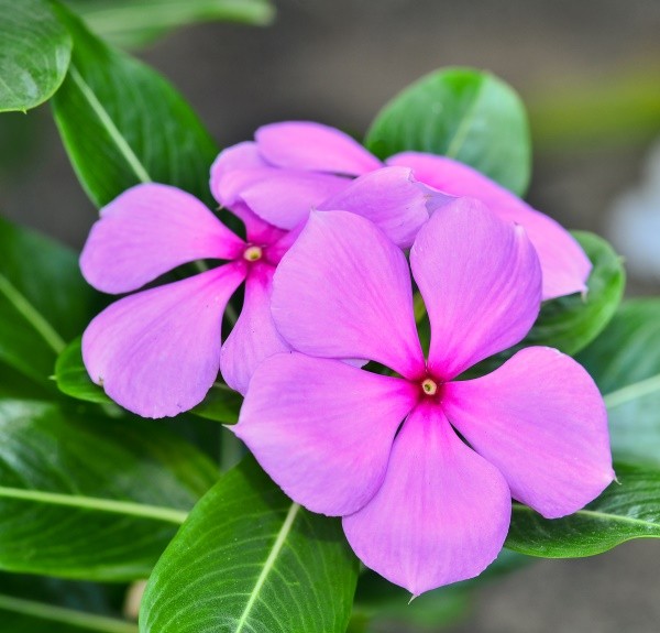 84. Catharanthus roseus – spag. Zimpel Ø