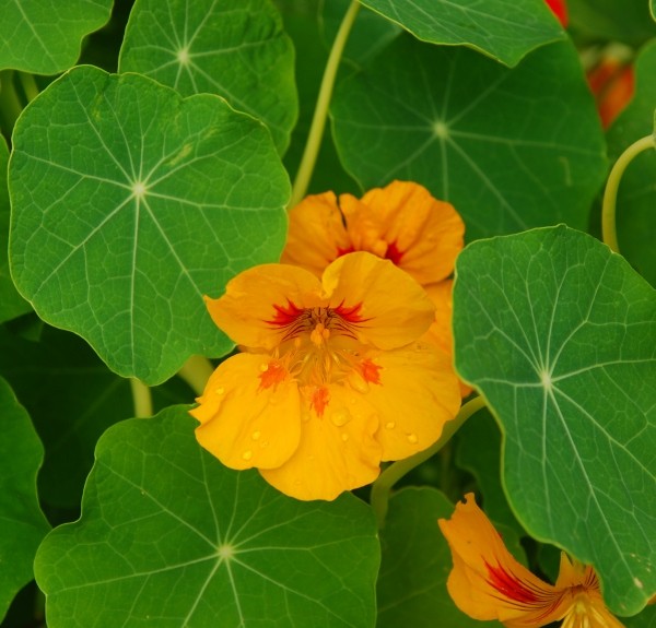 71. Tropaeolum majus – spag. Zimpel Ø