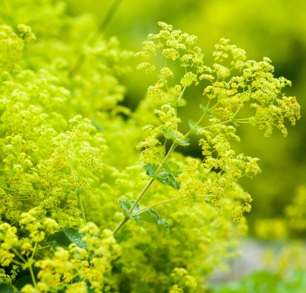 97. Alchemilla vulgaris – spag. Zimpel Ø