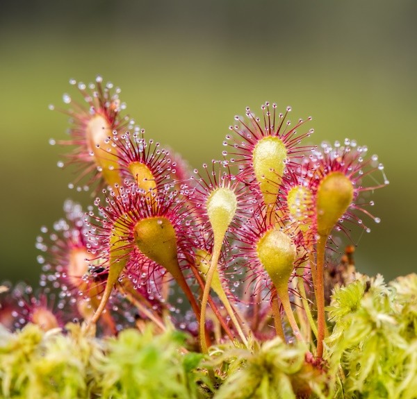 27. Drosera – spag. Zimpel Ø