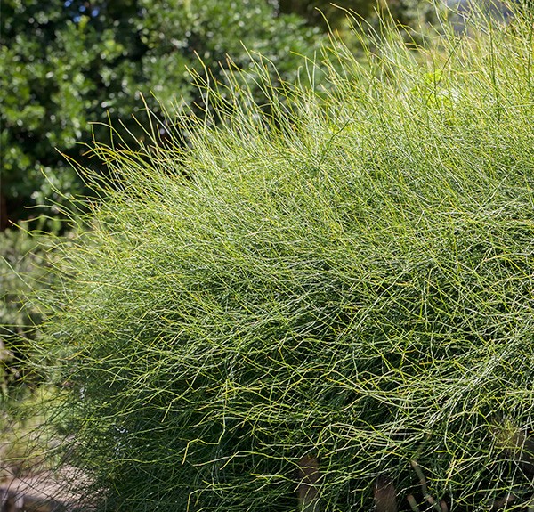 31. Ephedra – spag. Zimpel Ø