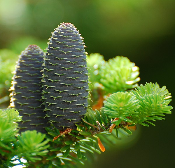 110. Abies alba– spag. Zimpel Ø