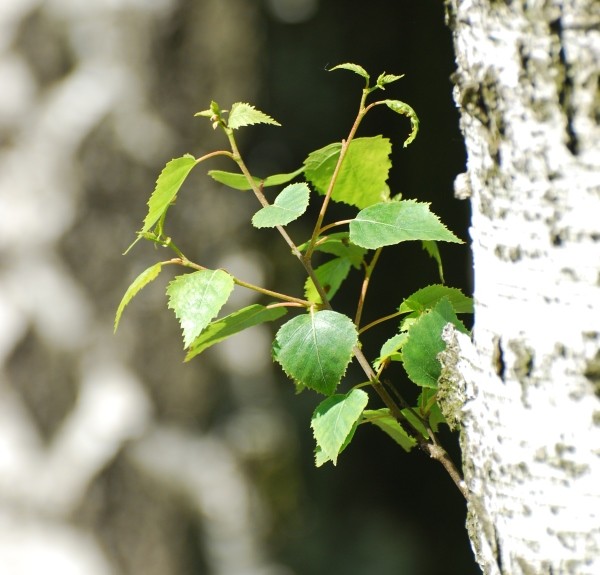 16. Betula alba – spag. Zimpel Ø