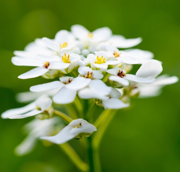 96. Iberis amara – spag. Zimpel Ø