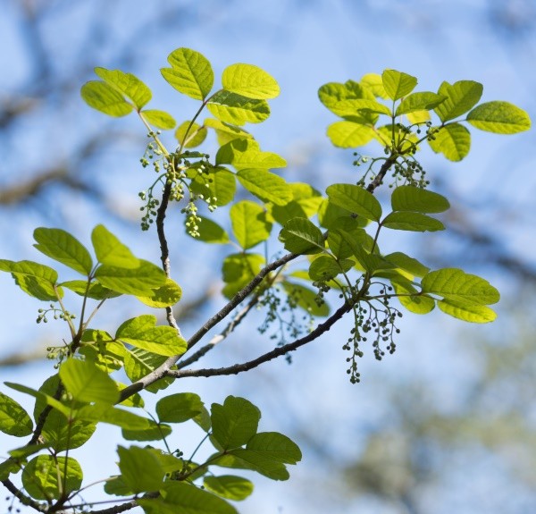 59. Rhus toxicodendron – spag. Zimpel Ø