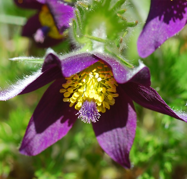 57. Pulsatilla – spag. Zimpel Ø