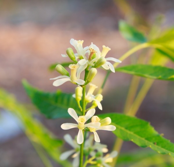 80. Azadirachta indica – spag. Zimpel Ø