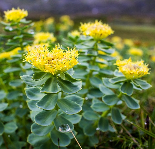 117. Rhodiola rosea – spag. Zimpel D2