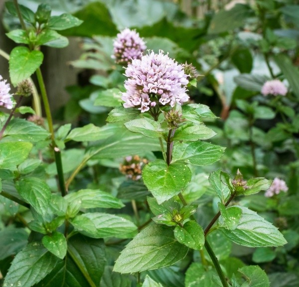 51. Mentha piperita – spag. Zimpel Ø