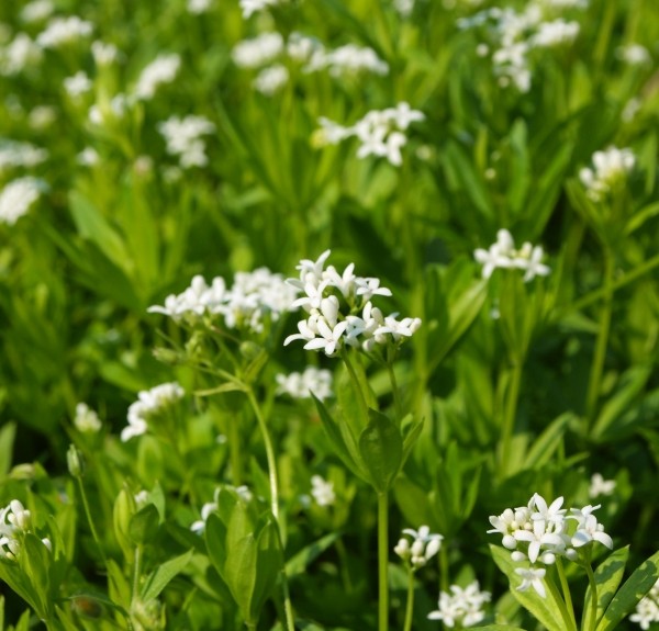 37. Galium odoratum – spag. Zimpel Ø