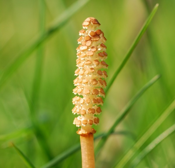 32. Equisetum arvense – spag. Zimpel Ø