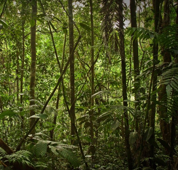 100. Pareira brava – spag. Zimpel Ø