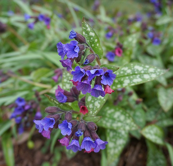 111. Pulmonaria officinalis– spag. Zimpel Ø