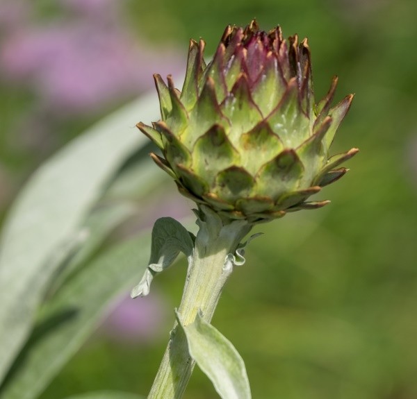 26. Cynara scolymus – spag. Zimpel Ø