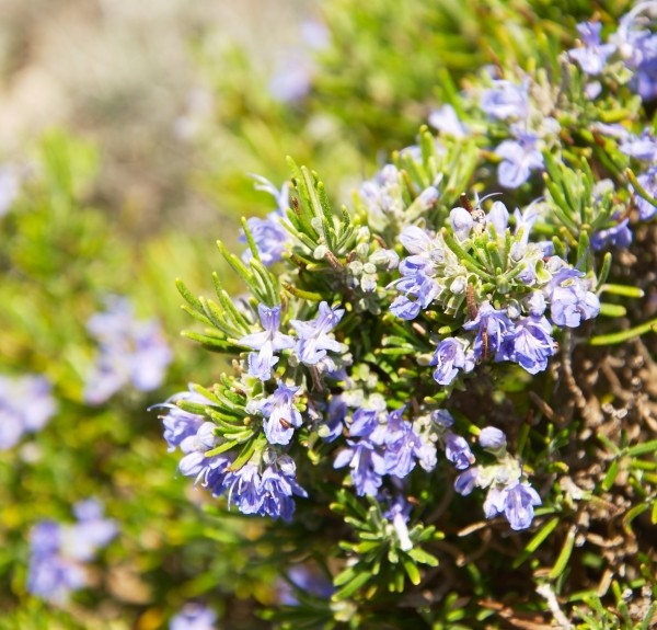 60. Rosmarinus officinalis – spag. Zimpel Ø