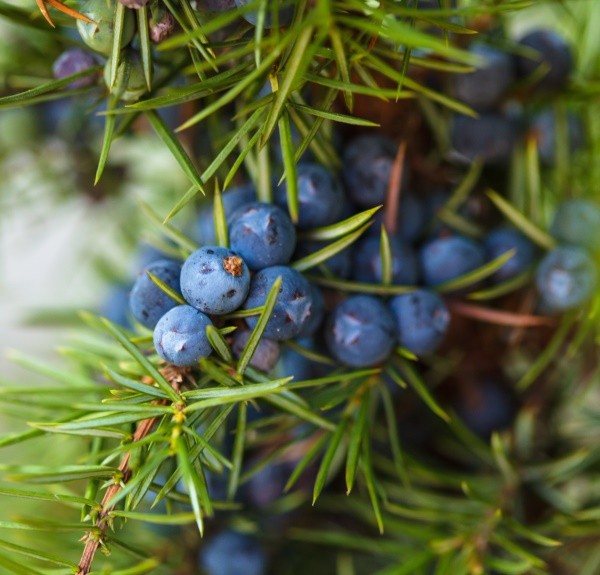 83. Juniperus communis – spag. Zimpel Ø