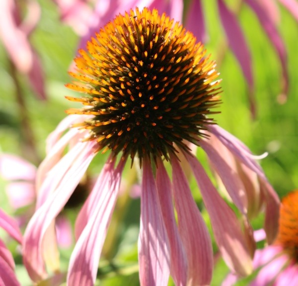 29. Echinacea pallida – spag. Zimpel Ø