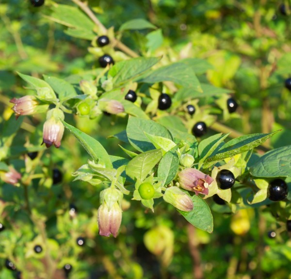 14. Belladonna atropa – spag. Zimpel Ø