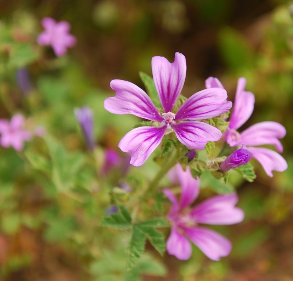 46. Malva silvestris – spag. Zimpel Ø