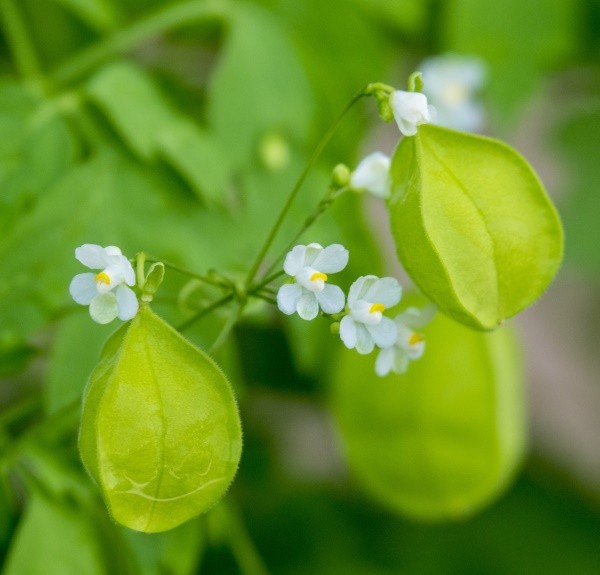 19. Cardiospermum halicacabum – spag. Zimpel Ø