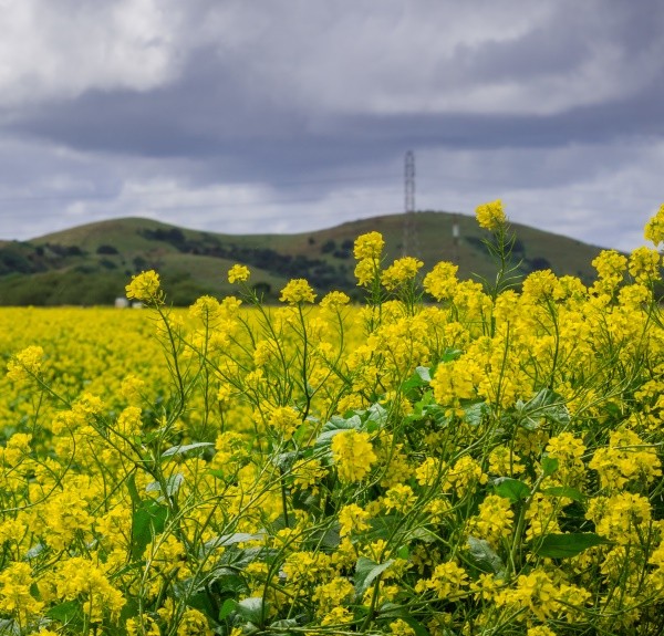 107. Brassica nigra – spag. Zimpel Ø