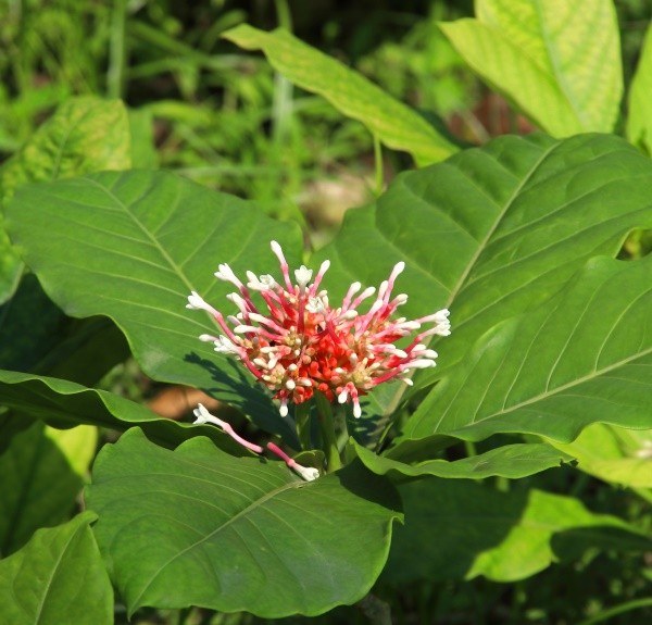 58. Rauwolfia serpentina – spag. Zimpel Ø