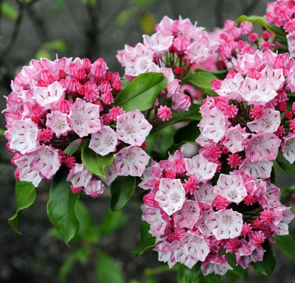 104. Kalmia latifolia – spag. Zimpel D4