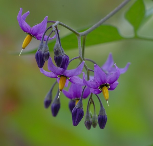 94. Solanum dulcamara – spag. Zimpel Ø