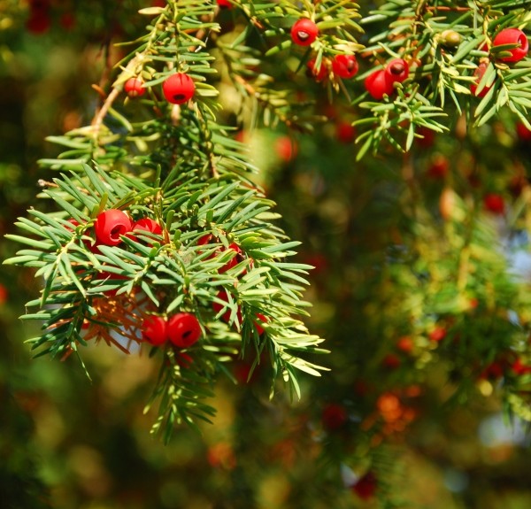 82. Taxus baccata – spag. Zimpel Ø