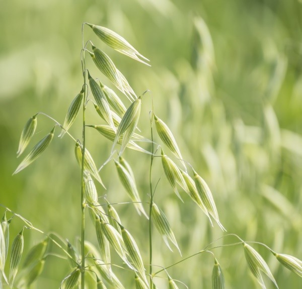 13. Avena sativa – spag. Zimpel Ø