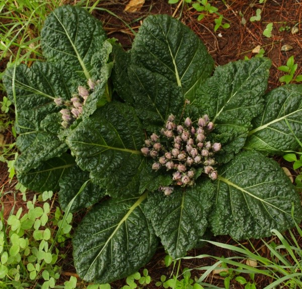 47. Mandragora officinalis – spag. Zimpel Ø