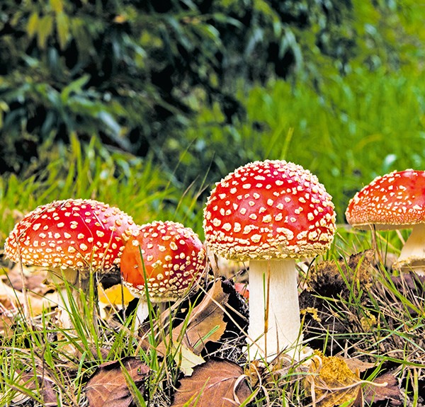 118. Amanita muscaria – spag. Zimpel D4