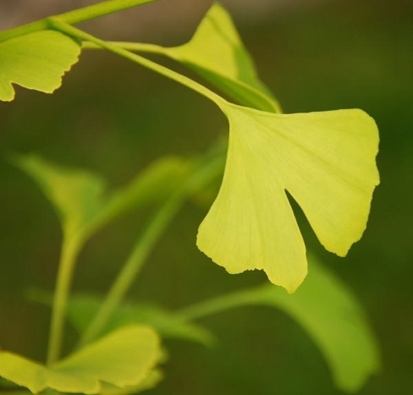 40. Ginkgo biloba – spag. Zimpel Ø