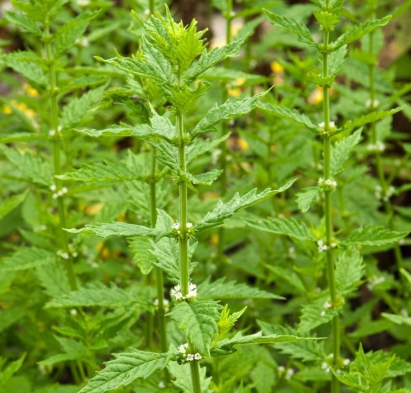 99. Lycopus virginicus – spag. Zimpel Ø