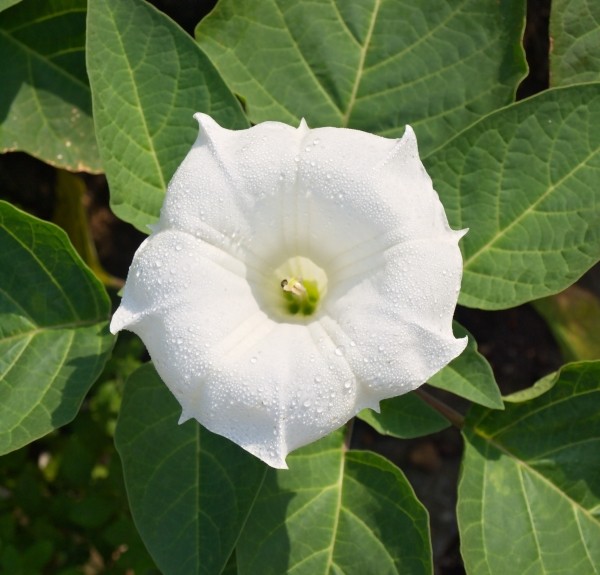 92. Datura stramonium – spag. Zimpel Ø