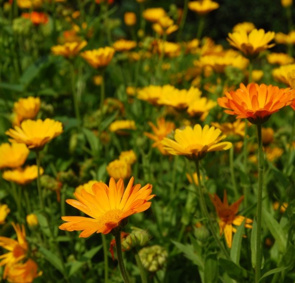 18. Calendula officinalis – spag. Zimpel Ø