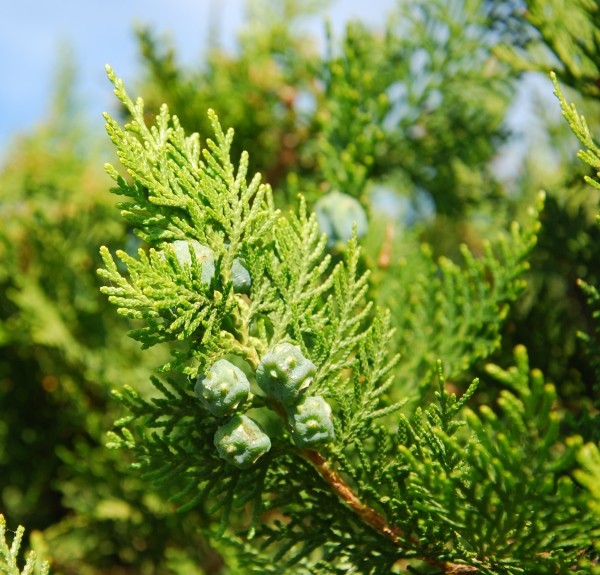 69. Thuja occidentalis – spag. Zimpel Ø