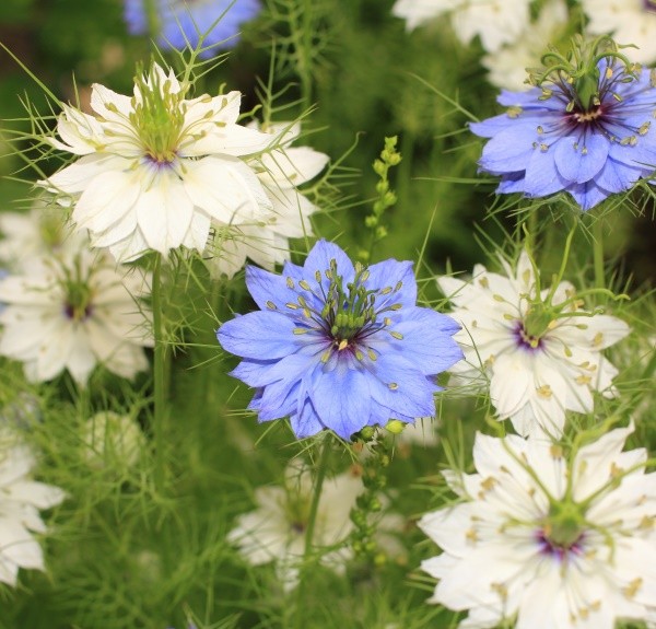 106. Nigella sativa – spag. Zimpel Ø